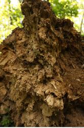 Photo Textures of Wood Decayed